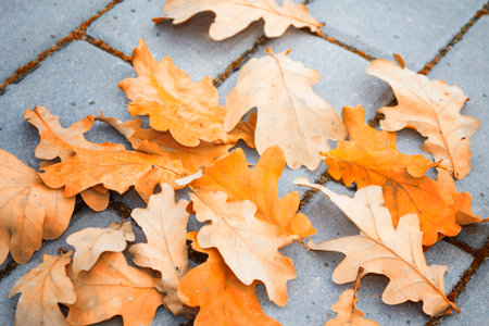 Autumn in the park. Fallen oak leaves lie on the paving slabs. Dry foliage.