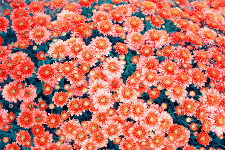 Chrysanthemum flowers in an autumn garden. Natural background. nature