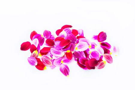 Beautiful petals flower isolated on white background. Fresh petal. Abstract pattern.