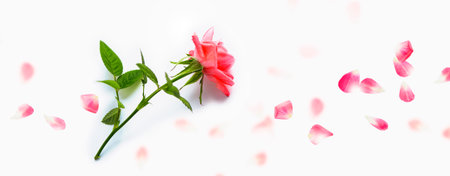 Pink rose flower and petals on a white background. Floral arrangement.
