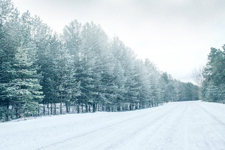 Road in a winter pine forest. Trees covered in snow. Beautiful landscape.