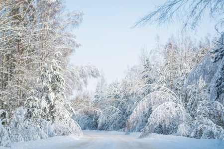 Leaning trees after a heavy snowfall. Spruce, pine, and birch trees. Winter forest in snow. landscapeの写真素材