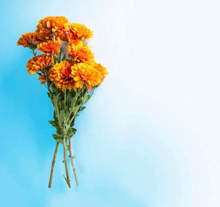 Copy space. Bouquet of orange garden chrysanthemum flowers on a blue background. Autumn.の写真素材