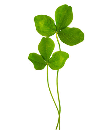 A branch of green clover isolated on white background. foliage shamrock