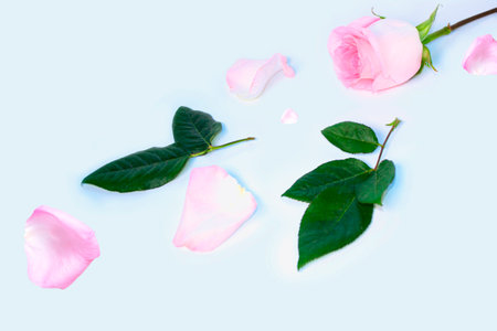 Floral natural background of roses with leaves and petals. Delicate flowers.の写真素材