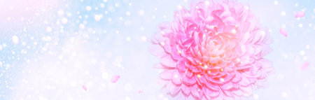 Soft focus. pink chrysanthemum on a light blue background.の写真素材