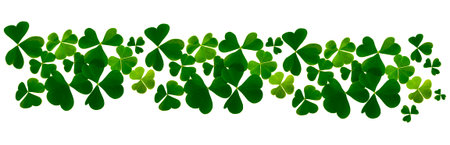 St.Patrick's Day. foliage Natural floral background. Green leaves on a white background. Clover.