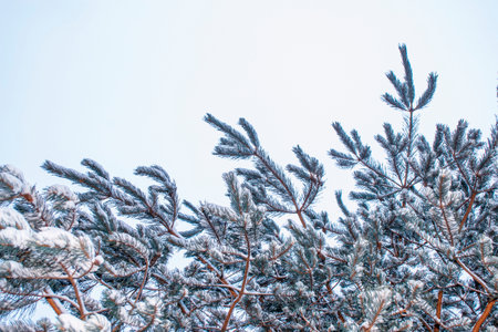 â€‹spruce branch. Hoarfrost Covered Forest. Cold Winter Landscape.