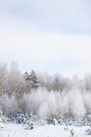 Vertical. Trees in the snow. outdoor. landscape. Icy winter day in a snowy forest.の写真素材