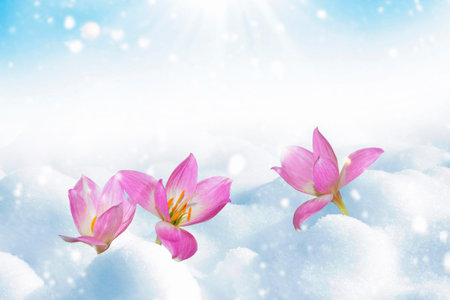 Flowers in the snow. Cold spring weather. Snowdrops. Nature. Copy space.の写真素材