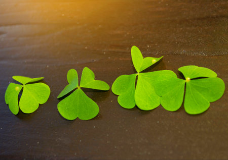 Close up of a vibrant leaf clover on wood. Four plants.の写真素材