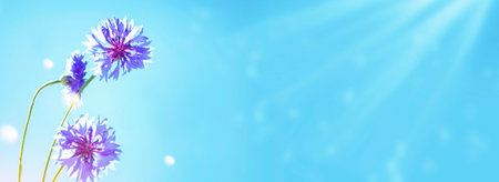 Bright cornflower flower against blue sky. Natural pattern. Centaurea cyanus. Summer landscape. bright sunの写真素材