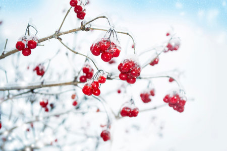 Rowan berries covered with snow. branch in winter. Landscape.の写真素材