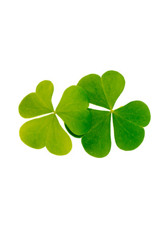 Green clover leaves isolated on white background. Two plants. St.Patrick's Day. foliageの写真素材