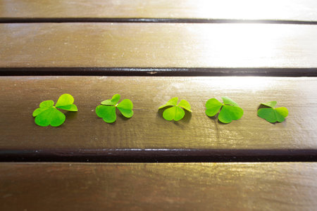 Close up of a vibrant leaf clover on wood. Holiday card. Green leaves.