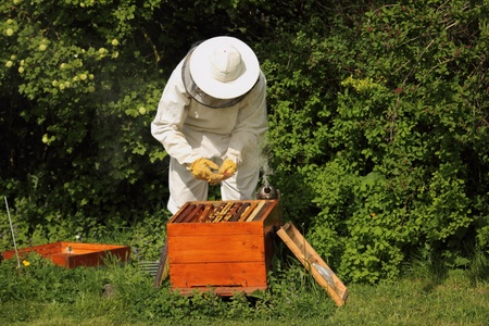 Beekeeper with honey bees