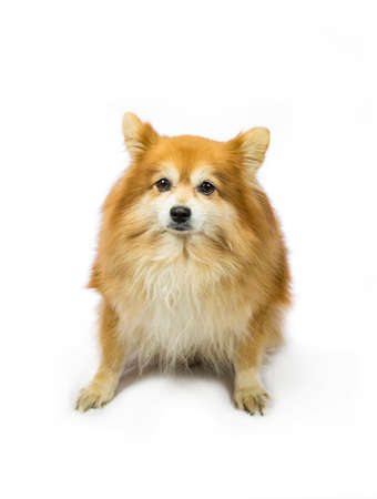 cute dog without the backgroundの写真素材