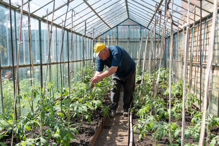 Old man in a greenhouse with bushes tomatoesの写真素材