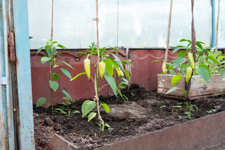 Young peppers in the greenhouse
