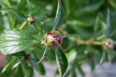 Unopened bud of peony in the garden, green leaves close-upの写真素材
