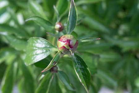 Unopened bud of peony in the garden, green leaves close-upの写真素材