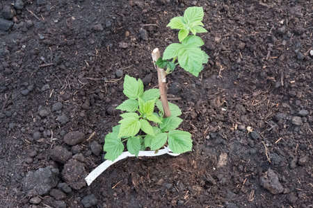 Planted a young raspberry plant in gardenの写真素材