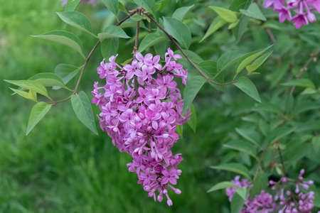 Lilac blooms. A beautiful bunch of lilac closeup. Lilac flowers in the garden.の写真素材
