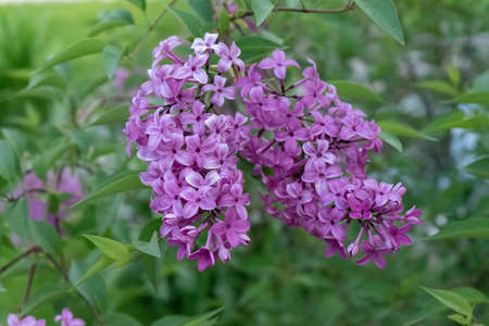 Lilac blooms. A beautiful bunch of lilac closeup. Lilac flowers in the garden.の写真素材