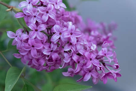 Lilac blooms. A beautiful bunch of lilac closeup. Lilac flowers in the garden.の写真素材