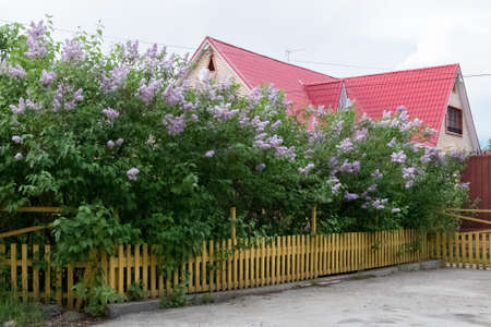 Flowers lilacs outside the fence near the house. A beautiful bunch of lilac.の写真素材