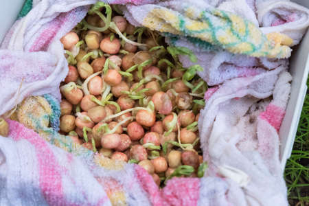 Wet and thick green pea seeds, preparation for plantingの写真素材