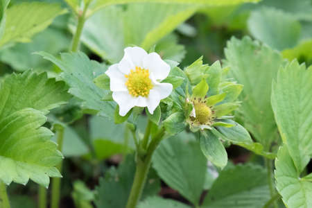 Flowers and leaves of strawberry in the garden, closeupの写真素材