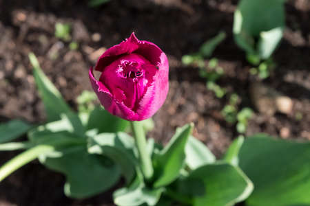Bright tulip in the garden view from aboveの写真素材