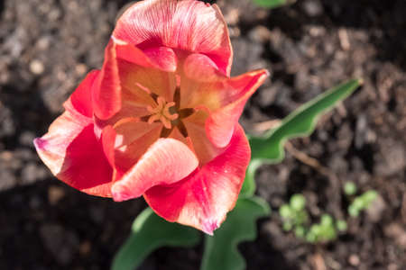 Bright tulip in the garden view from aboveの写真素材