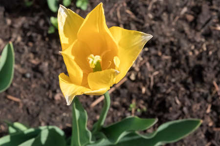 Bright tulip in the garden view from aboveの写真素材