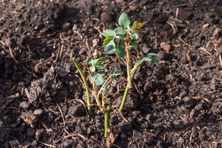 Planted young rose bushes in a garden, on one sideの写真素材