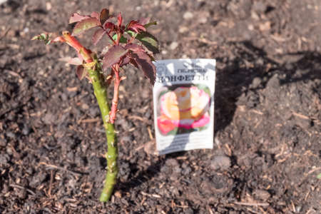Planted young rose bushes in a garden, on one sideのeditorial素材