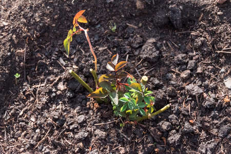 Planted young rose bushes in garden, on one sideの写真素材
