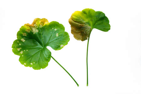 Single green leaf of Pellargonium, Geranium isolated on white backgroundの写真素材