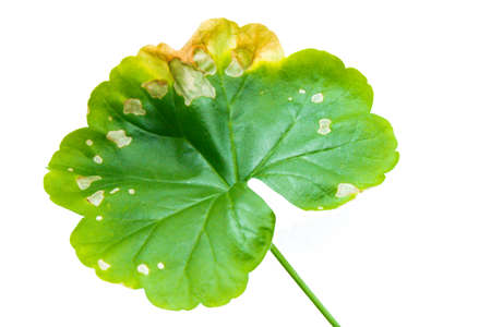 Single green leaf of Pellargonium, Geranium isolated on white backgroundの写真素材