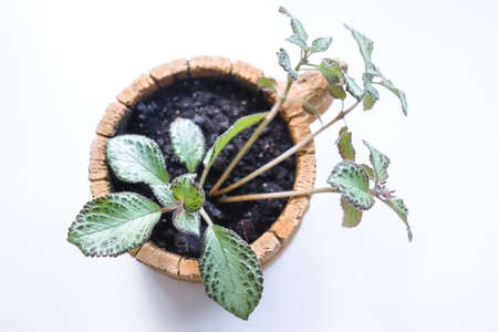 Episcia, young houseplant in a pot. Isolatedの写真素材