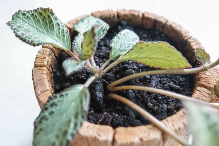 Episcia, young houseplant in a pot. Isolated