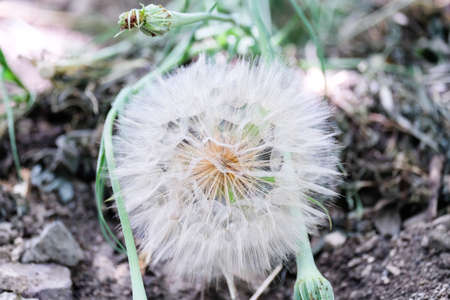 Big white dandelion lies on the ground