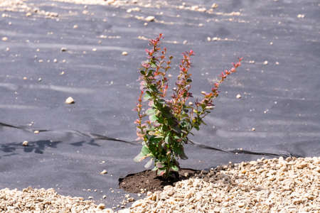 Planted tree. Special coating, pebbles. Landscape design. Tree care