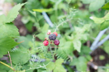Ripe black raspberries grows on a bush. Green backgroundの写真素材