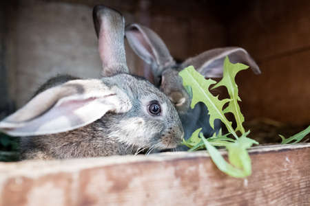 The rabbit in the cage is eating grassの写真素材