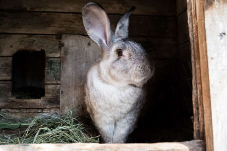 Old rabbit in the cage. Growing domestic rabbits in the gardenの写真素材