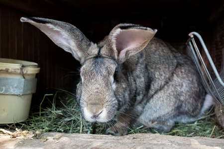 Domestic rabbit in a wooden cage. Growing animals in the garden.の写真素材