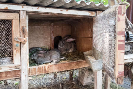 Rabbits in a wooden cage in the vegetable garden. Grow rabbits in the summer in the garden.の写真素材