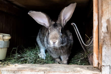 Domestic rabbit in a wooden cage. Growing animals in the garden.の写真素材